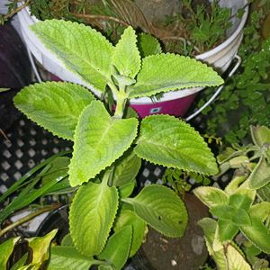 combo of 3 plants