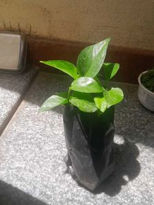 Variegated Real Plants Combo
