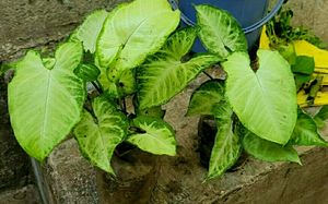Combo Arrowhead plants,,🌲