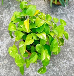 Money Plants 🌿 Golden Pothos