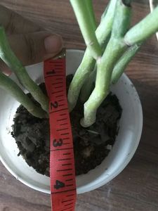 12 White Plastic Plant Pots
