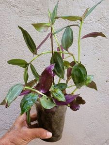 Pack 2  Celled Zebra Plants🌱 &amp; pots
