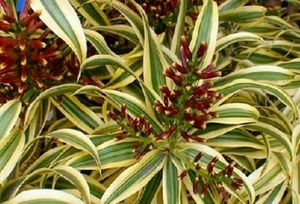 Pandanus veitchii Plant 🪴