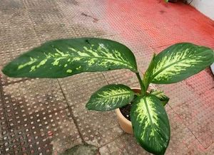 Set 3 Money &amp;.Dieffenbachia &amp; Red Areca Plant