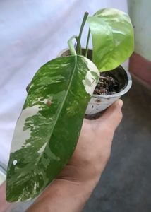 epipremnum pinnatum albo plant