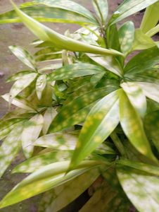 Dracaena Compacta 'Lemon Surprise'