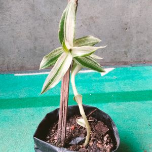 Mix Plants