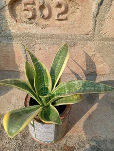 Snake Plant