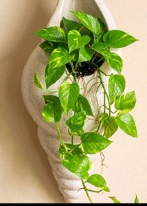 Unique Seashell Planter Pot