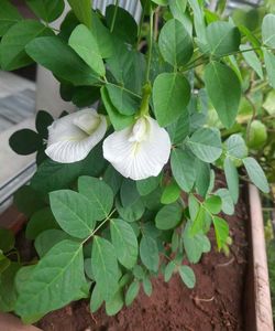 20 White Aparajita (Butterfly Pea) Flower Seeds 🌼