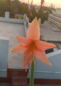3 Lilly Combo (White,pink, Amaryllis lily)