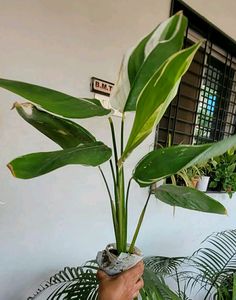 Evergreen Never.. Plant 🌵