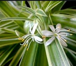 🌴Cordyline Pandanus Veitchii &amp; pot