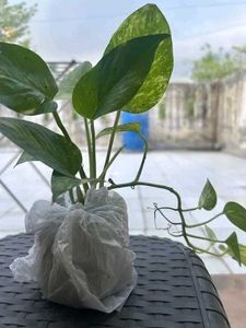Money plant