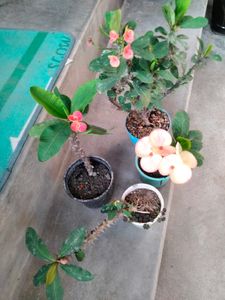 Beautiful Crown of Thorns Plants(4 variety)