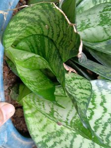 Snake Plant