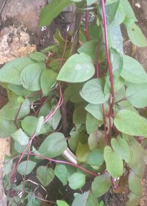 Pasalai Keerai  Red Malabar Spinach