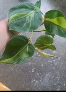 Philodendron Brasil Plant Cutting