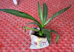 Agave Attenuata  Plant🌵