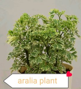 11 Plants Mixed Varieties Well Rooted