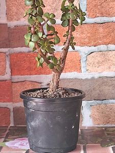 Lucky Jade Plant