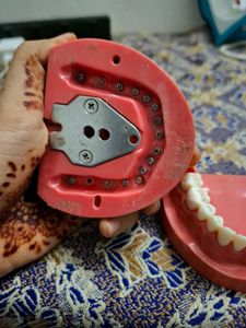 Nissin Typodont Dental Model for Practice