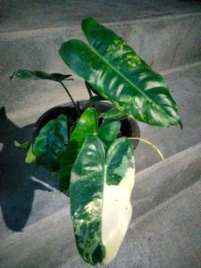Assorted Indoor Plants