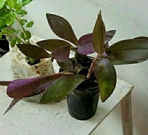Pack 2 Tulsi &amp; Purple Heart ❤️ Plants