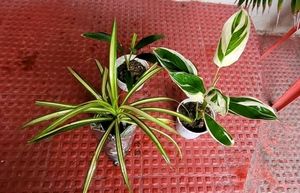 Set 3 Never...&amp;Dracaena Ruby Healthy Plant
