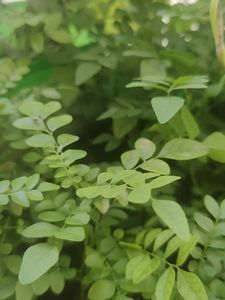 2 Healthy Curry Leaf Plant Sapling in  Pot