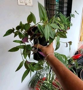 Pack 2  Celled Zebra Plants🌱 &amp; pots