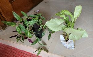 Pack 2 Zebronics & Arrowhead Plants 🪴
