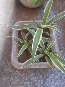 3 Real Spider Plant in soil