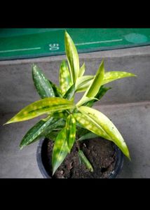 Different Varieties Plants Combo
