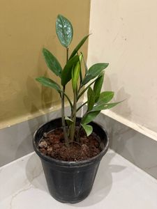 ZZ Plant in Black Pot