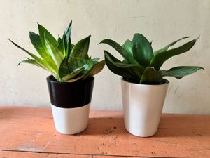 Ceramic White Planter