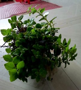 Pack 2 Pilea Depressa Plant 🌱