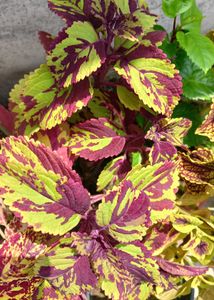 Coleus Live Plants