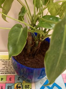 Blue Pot &amp; Philodendron Plant