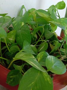 Moneyplant/Pothos