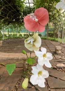 Blush Pink Orchid Clip