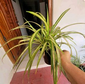 Set Arrowhead Vine &amp; Pandanus Veitchii Plants