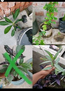 15 Plant Combo