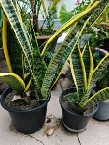 Combo Of 3 Types Snake Plant
