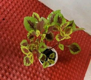 Set 2 Arrowhead &amp; Coleus Plants &amp; Pot