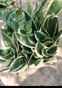 Combo Of 5 Varigated Dwarf Snake Plant