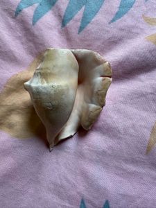 Antique Large Seashell Decor