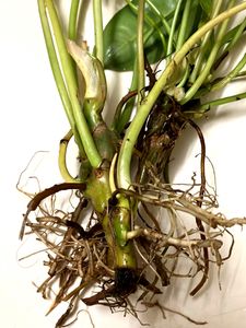 Philodendron Plants (2 )