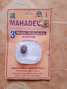 3 Mukhi Rudraksha Original Lab Taste