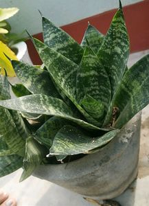 Combo (Jade Plant And Snake)